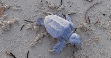 baby schildpad op Ocean Cay