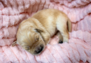 Royal Caribbean introduceert nieuwe Chief Dog Officer voor Star of the Seas